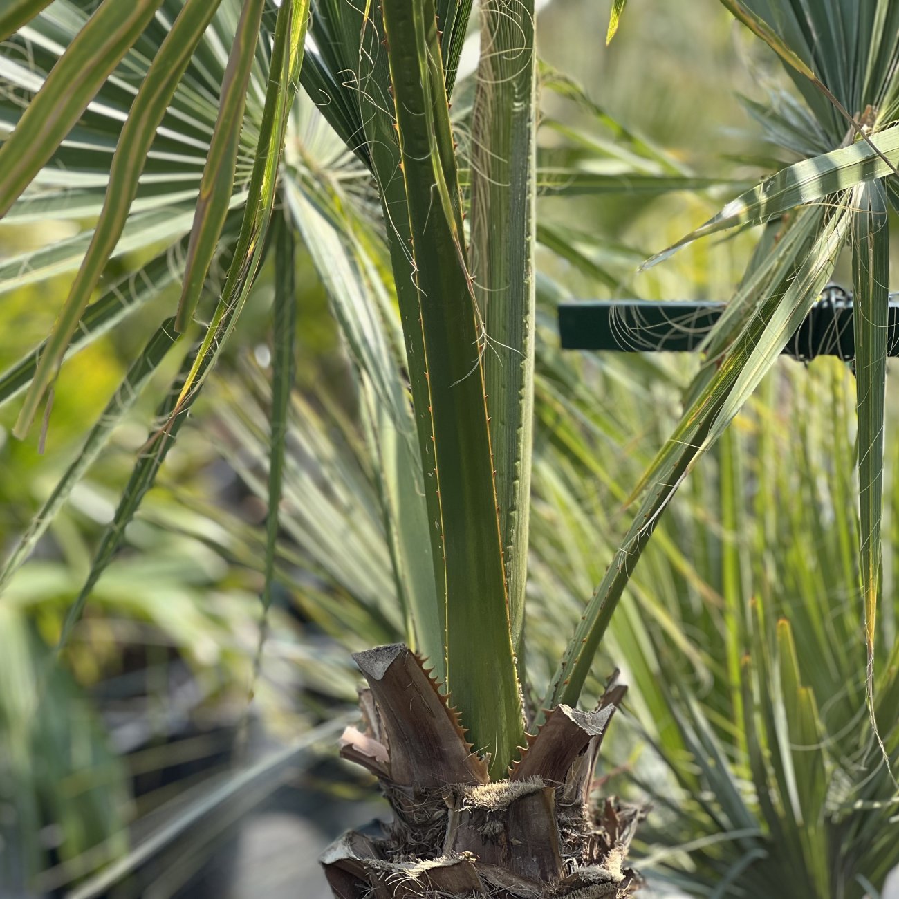 Obrázok Palma vláknitá (Washingtonia filifera) – výška kmeňov 50-60 cm/80-90 cm, celková výška 200 cm, kont. C110L (-10°C) DVOJIČKY
